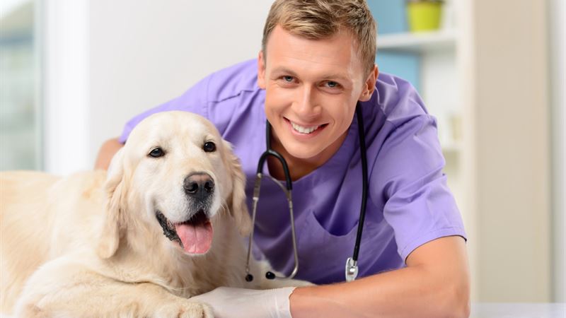 Comprehensive Guide to Protecting Your Pets with Reliable Insurance Plans