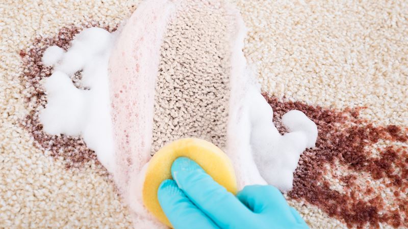 Comprehensive Guide to Effective Carpet Stain Removal Solutions