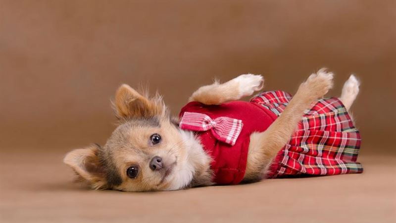 Effective Strategies for Training Your Chihuahua