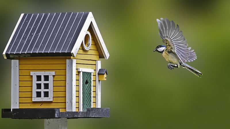Comprehensive Guide to Birdhouses: Essential Tips for Bird Enthusiasts