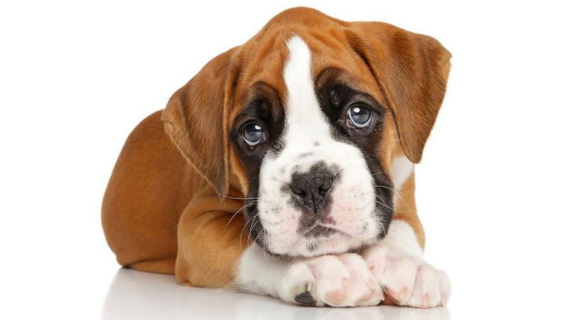 Top Boxer Puppy Breeders Across the Nation: A Comprehensive Guide