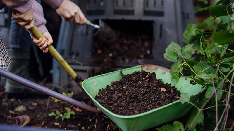 Ultimate Guide to Natural Fertilizers for Vibrant Hydrangeas