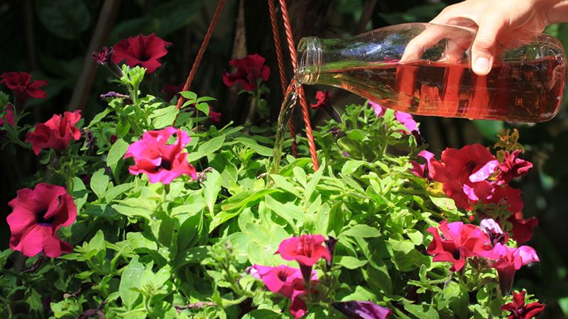 Comprehensive Guide to Liquid Fertilizers: Types, Application Methods, Costs, and Benefits