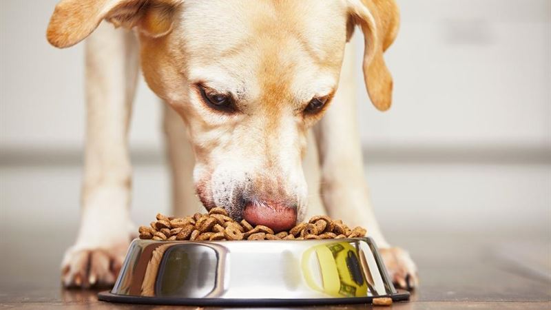 Comprehensive Guide to Managing Sensitive Stomach Issues in Dogs