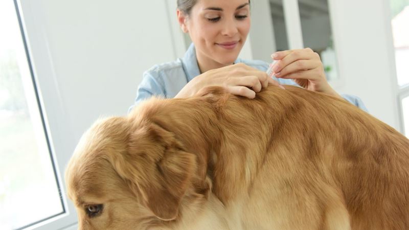 Natural Home Treatments for Alleviating Dog Allergy Symptoms