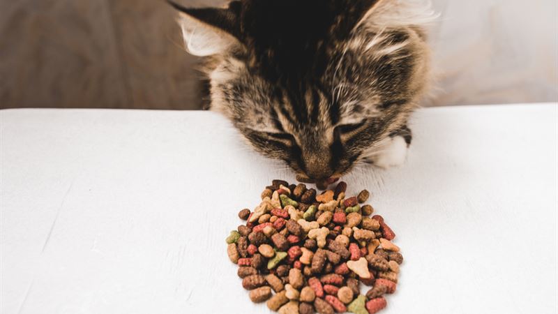 Enhancing Feline Health Through Premium Dry Cat Foods