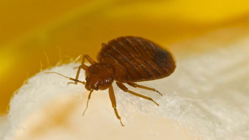 Effective Natural Treatments for Bed Bug Bite Relief