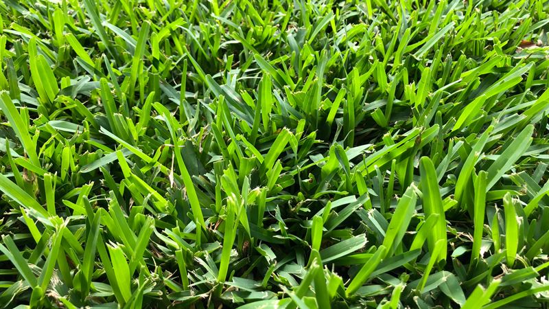 Ultimate Guide to Choosing the Perfect Fertilizer for St. Augustine Grass