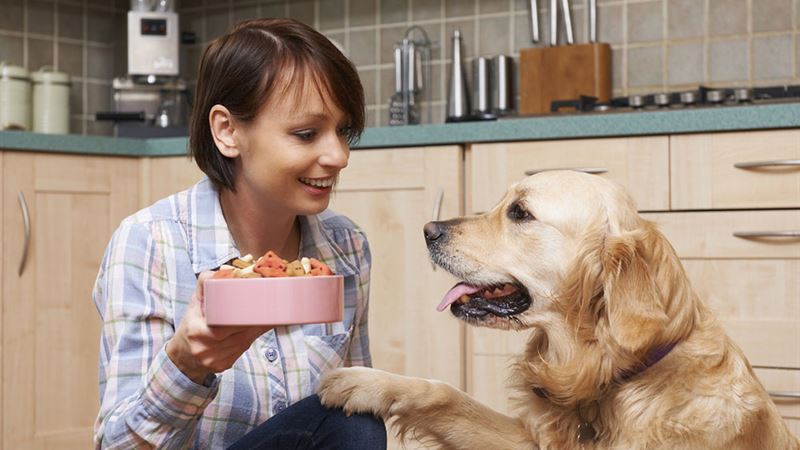 Comprehensive Guide to Wet Dog Food: Benefits, Selection Tips, and Expert Advice