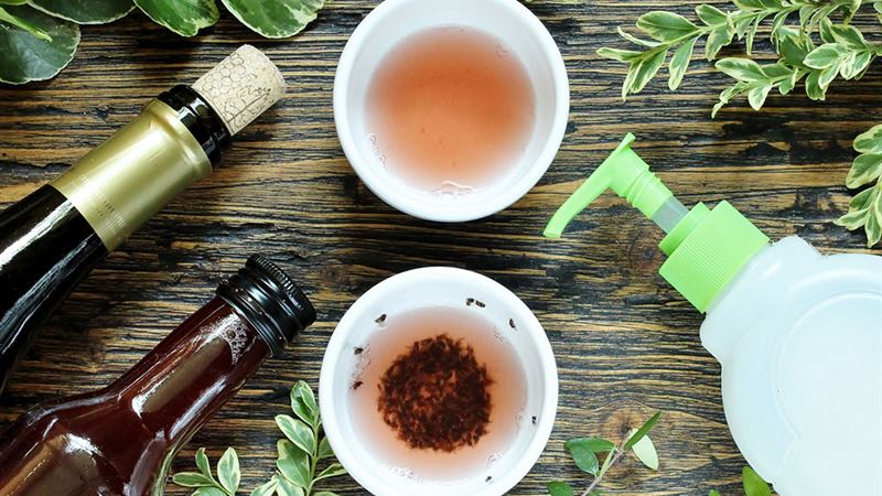 Effective Strategies to Eliminate Gnats at Home Quickly