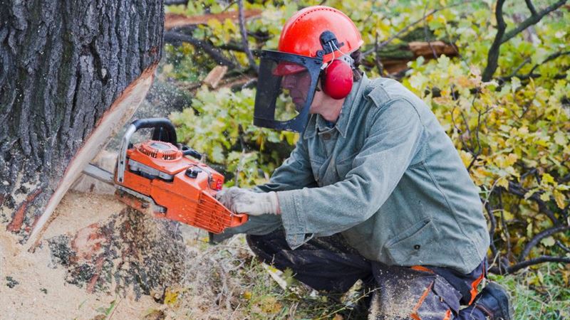 Ultimate Guide to Purchasing Your First Chainsaw: Tips and Insights