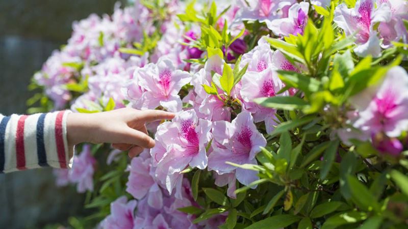 Comprehensive Guide to Pruning Azaleas for Healthy Growth