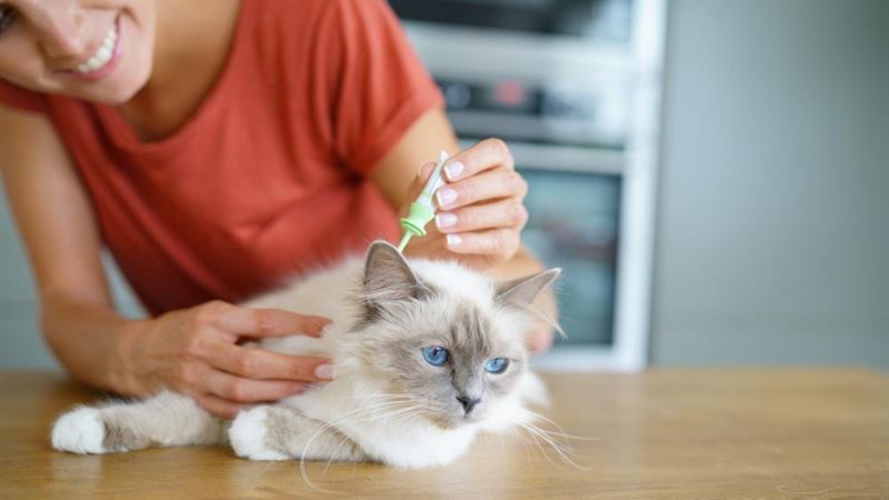 Effective Strategies and Top Treatments for Flea Eradication in Pets and Homes