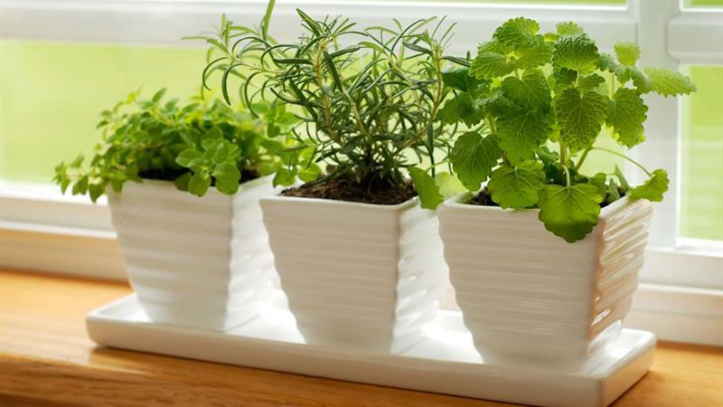 Transform Your Home with Expert Indoor Gardening Tips When Outdoors Aren't an Option