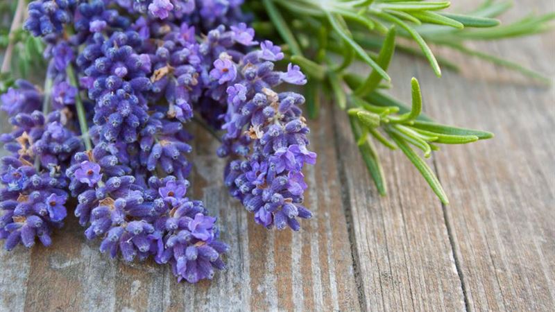 Effective Natural Methods to Control Mosquitoes at Home