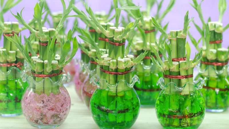 Top Feng Shui Indoor Plants to Enhance Prosperity and Harmony in Your Home