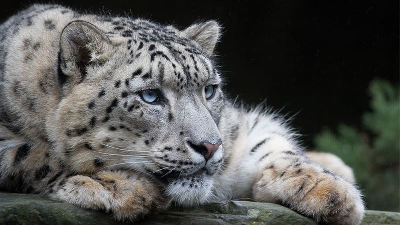 Discovering the Majestic Snow Leopard: An In-Depth Exploration