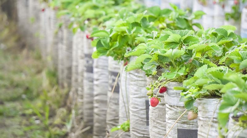 Essential Guidelines for Effective Fertilization of Strawberry Cultivation