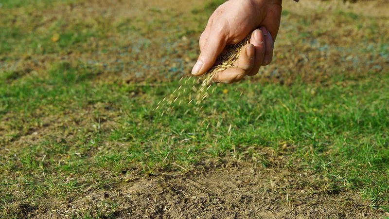 Comprehensive Guide to Grass Seed Varieties and Expert Lawn Maintenance Strategies