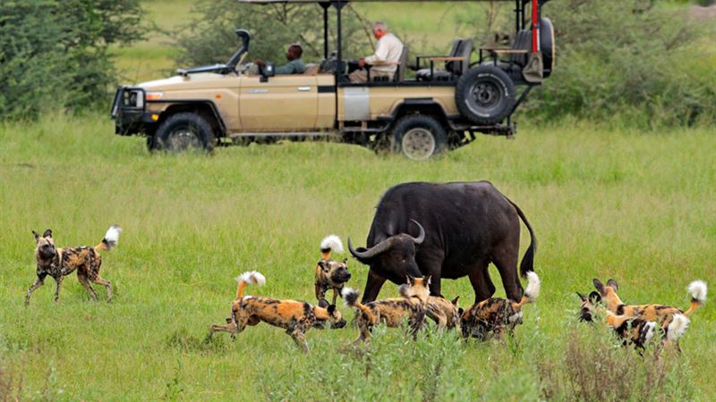 Ultimate Guide to Planning Your First Excursion to Botswana's Safari Wilderness