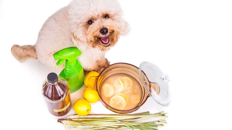 Effective Natural Strategies to Eliminate Ticks and Fleas from Your Dogs