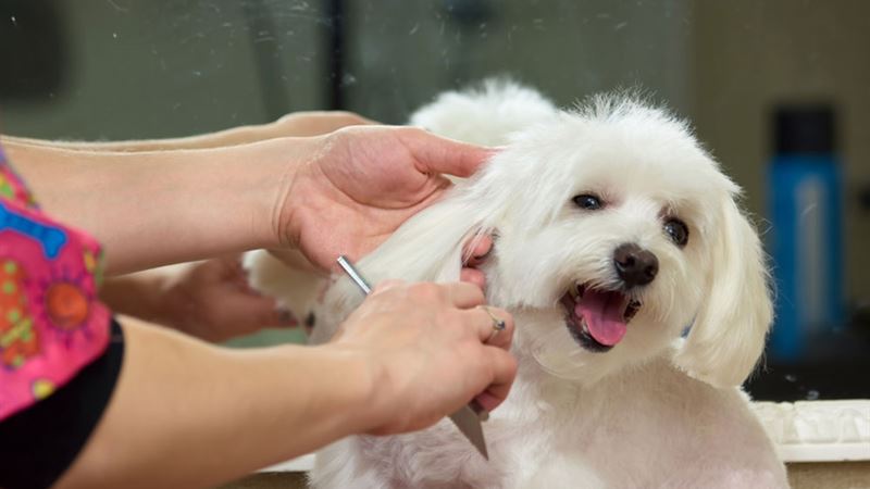 Top 5 Leading Pet Insurance Providers for Dogs in 2024