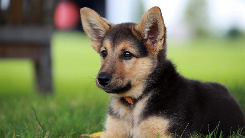 Essential Guide to Caring for Your German Shepherd Puppy
