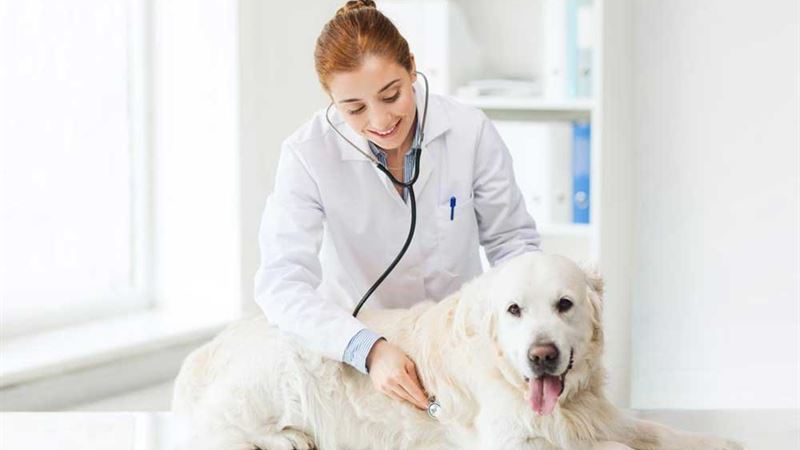 Top Leading Pet Insurance Providers of 2024: A Comprehensive Guide