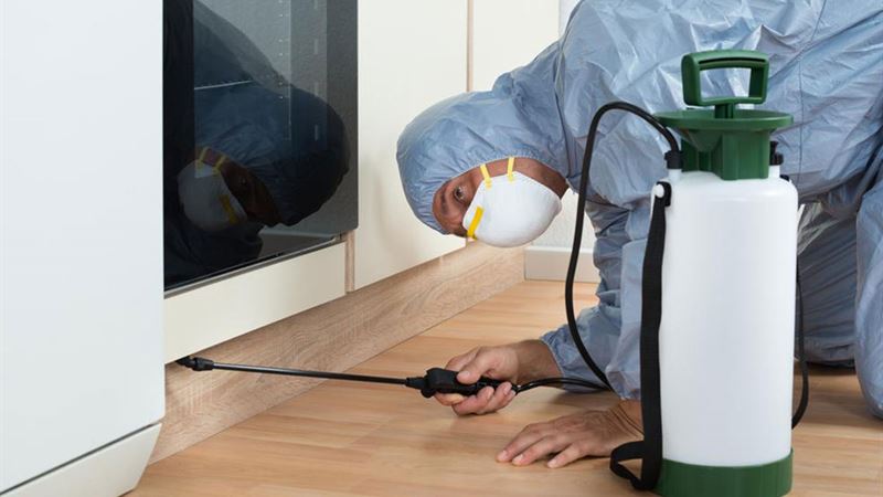 Effective Homemade Solutions to Eliminate Bed Bugs Naturally