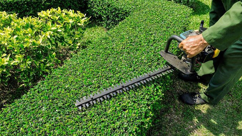 Top Efficient Weed Trimmers for a Beautiful and Healthy Garden