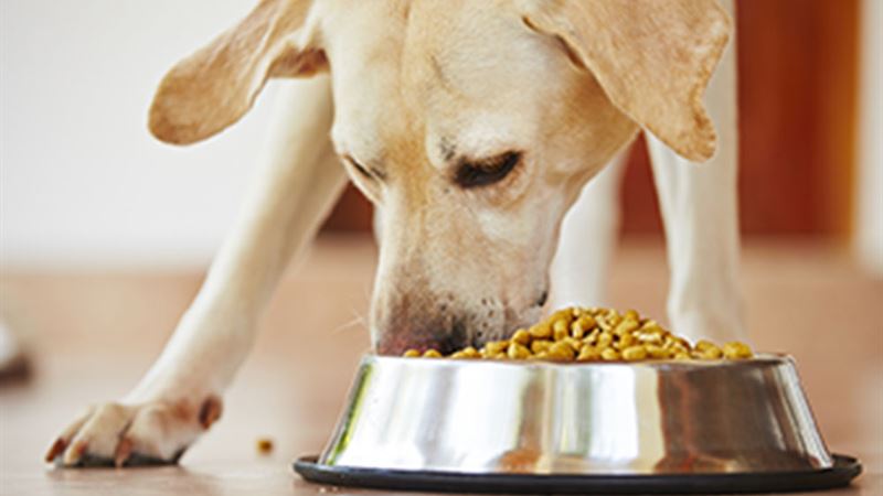 Comprehensive Guide to Choosing Nutritious and Healthy Dog Food