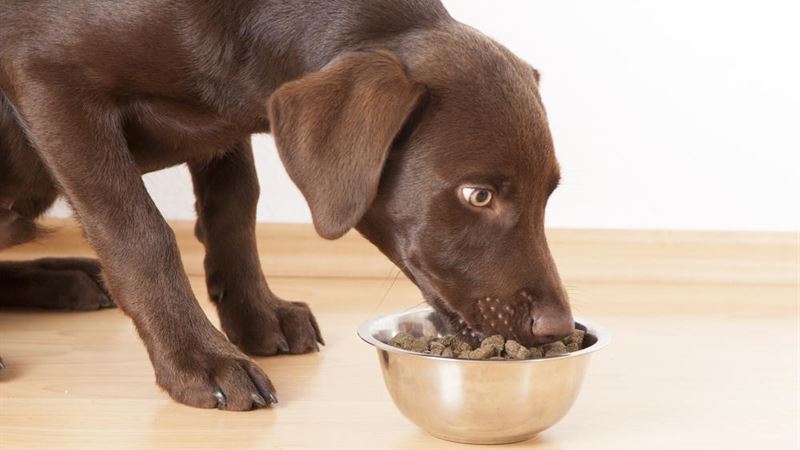 Essential Guidelines for Selecting the Right Dog Food for Your Pet