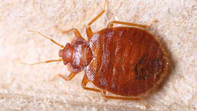 Comprehensive Natural Solutions for Bed Bug Eradication