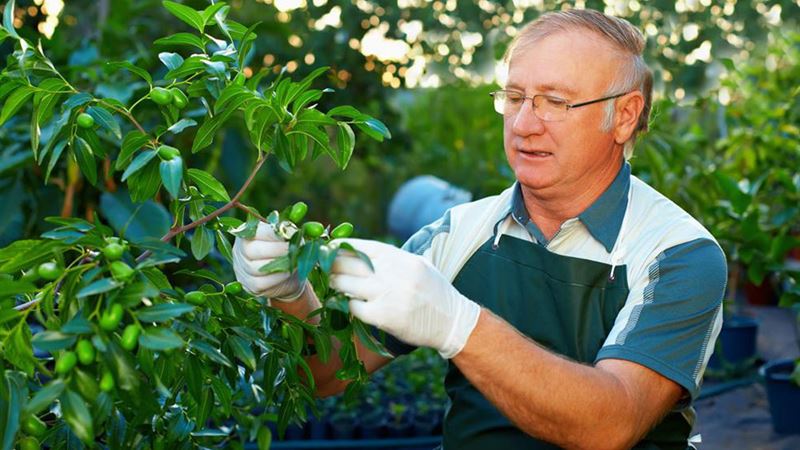 Essential Tree Maintenance Strategies for Enthusiastic Gardeners
