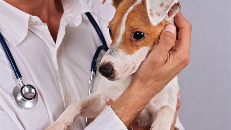 Comprehensive Guide to Managing and Treating Dog Allergies Effectively