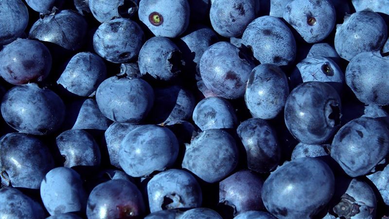 Harnessing Natural Phytochemicals to Reduce Skin Cancer Risks