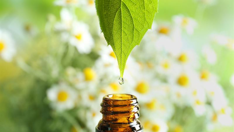 Effective Natural Strategies to Eliminate Flea Infestations at Home