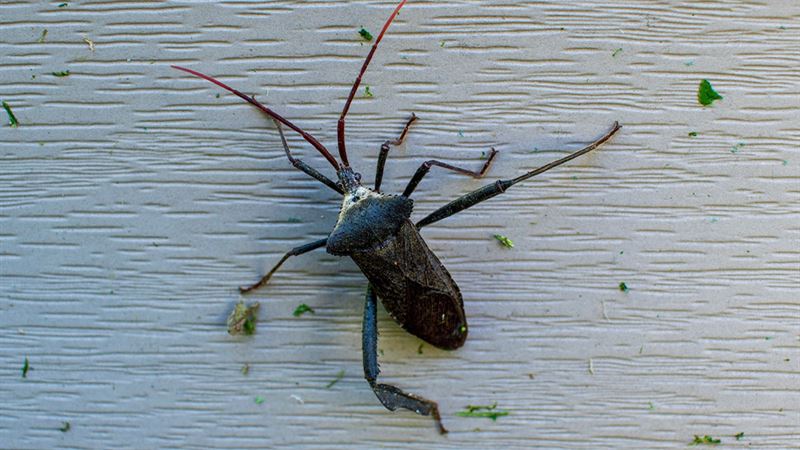 Comprehensive Guide to Recognizing and Detecting Various Household Pests