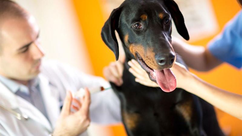 Identifying Symptoms and Causes of Poisoning in Dogs