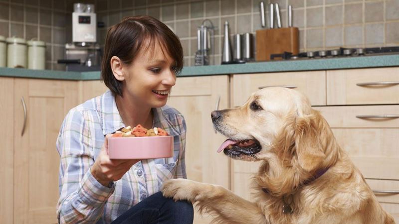 Essential Guide to Nourishing Your Aging Dog with Premium Senior Dog Foods