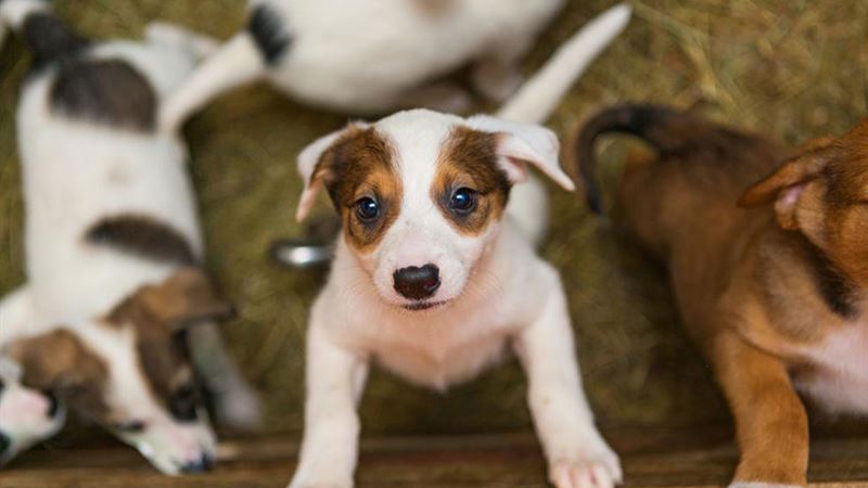 Essential Considerations Before Bringing Home a Puppy: A Complete Guide