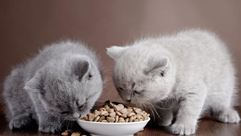 Top 4 Premium Cat Food Brands with In-Depth Reviews and Insights