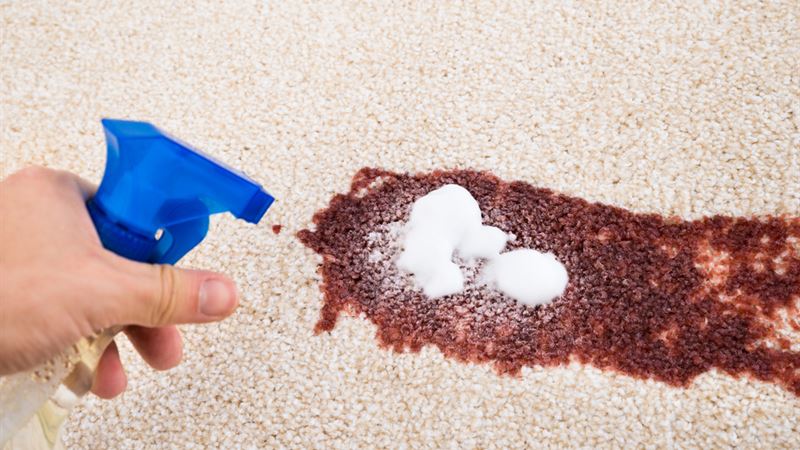 Top Reasons to Choose the Ideal Carpet Stain Removal Solutions for a Cleaner Home