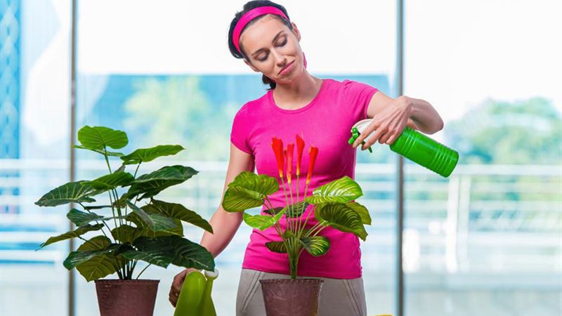 The Benefits of Incorporating Houseplants Into Your Home Environment