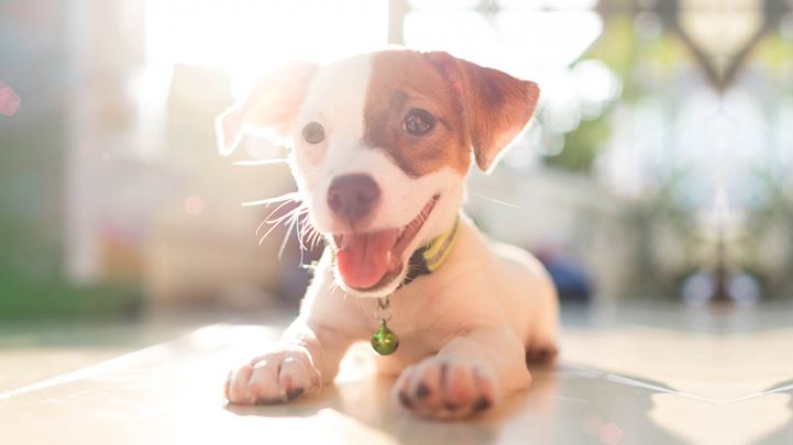 Comprehensive Advantages of Shopping for Pet Supplies through Online Platforms