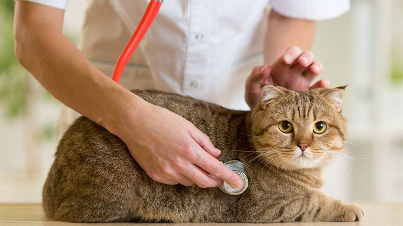 Comprehensive Guide to Responsible Pet Care: Key Practices for Happy Pets