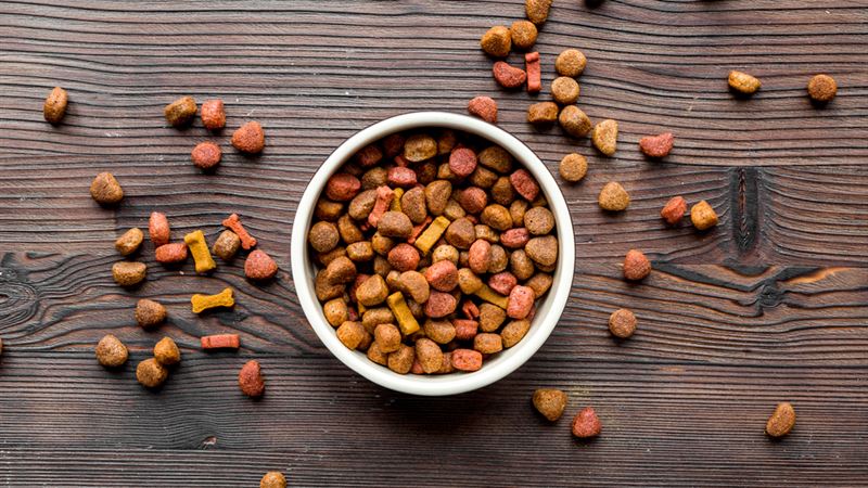 Essential Guide to Choosing the Perfect Dog Food for Your Canine Companion
