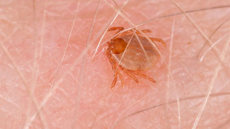 Comprehensive Guide to Preventing and Treating Tick-borne Diseases