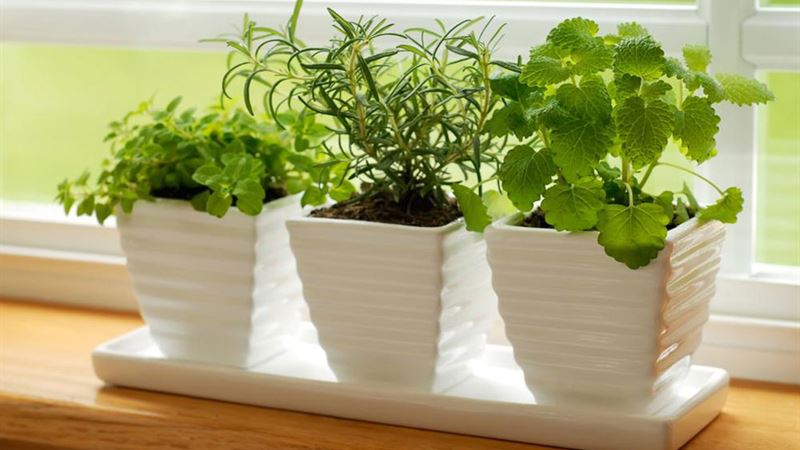 Transform Your Kitchen into a Lush Urban Garden: The Art of Indoor Green Culinary Spaces