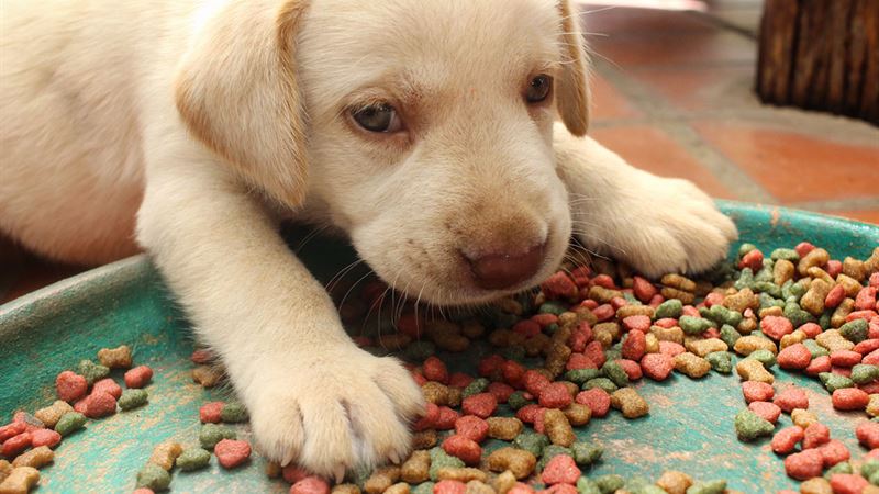 Essential Guide to Selecting the Right Puppy Food for Your New Pet